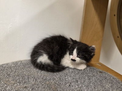 [고양이] 믹스묘 부산-수영-2025-00130 유기동물 배경 이미지 입니다.